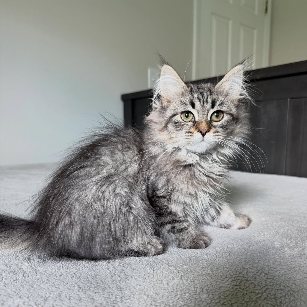 Royal Siberian kitten playing