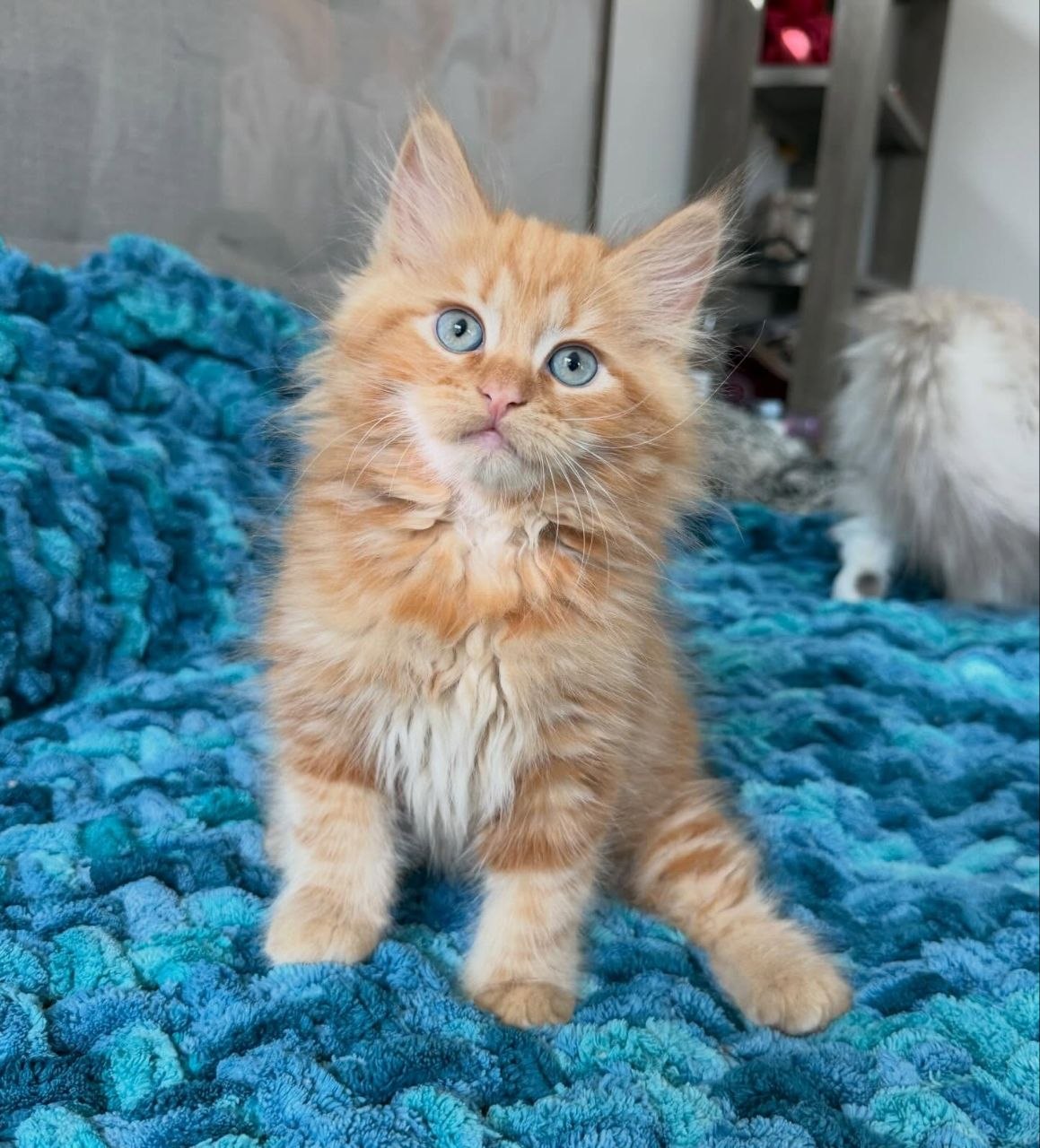Royal Siberian kitten