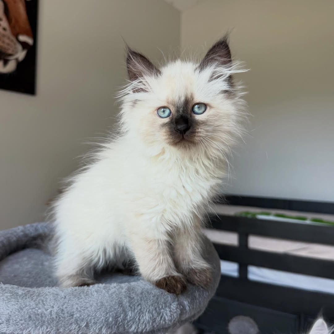 Royal Siberian kitten resting