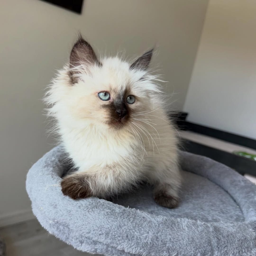 Royal Siberian kitten portrait